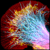 2009 Research Festival Artwork